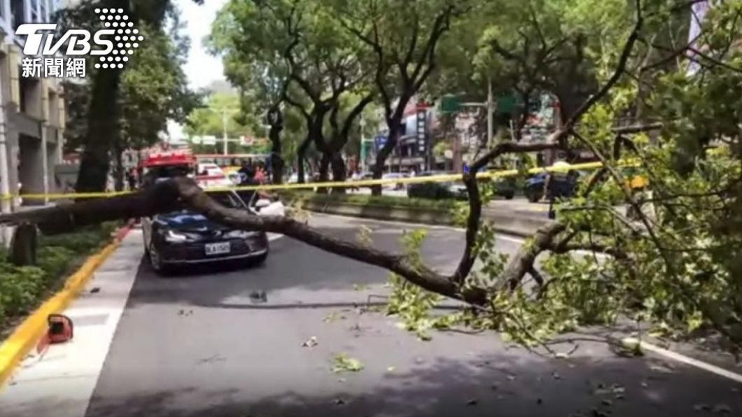 台北市稍早傳出路樹倒塌砸中機車，騎士傷重不治。（圖／TVBS） 