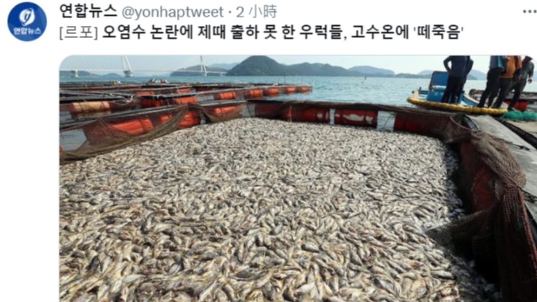南韓漁民的石斑魚因含氚廢水爭議而滯銷，大量死亡。（圖／翻攝自@yonhaptweet推特）