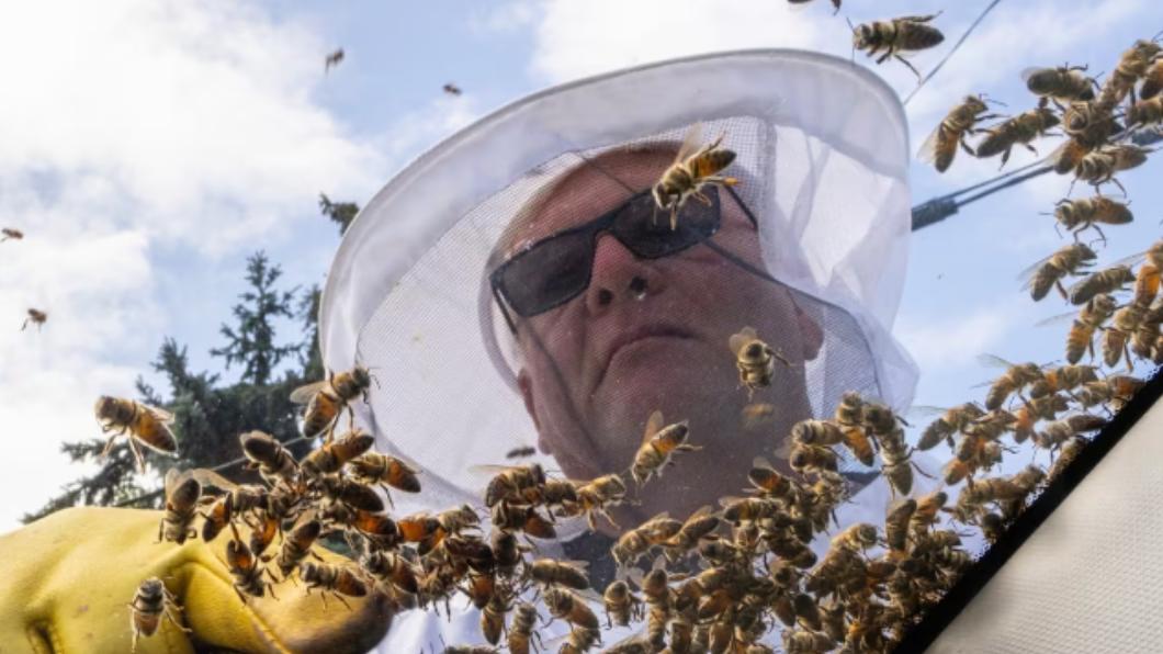 養蜂人巴伯（Michael Barber）上演「抓蜂大戰」。（圖／翻攝自《CBC》）