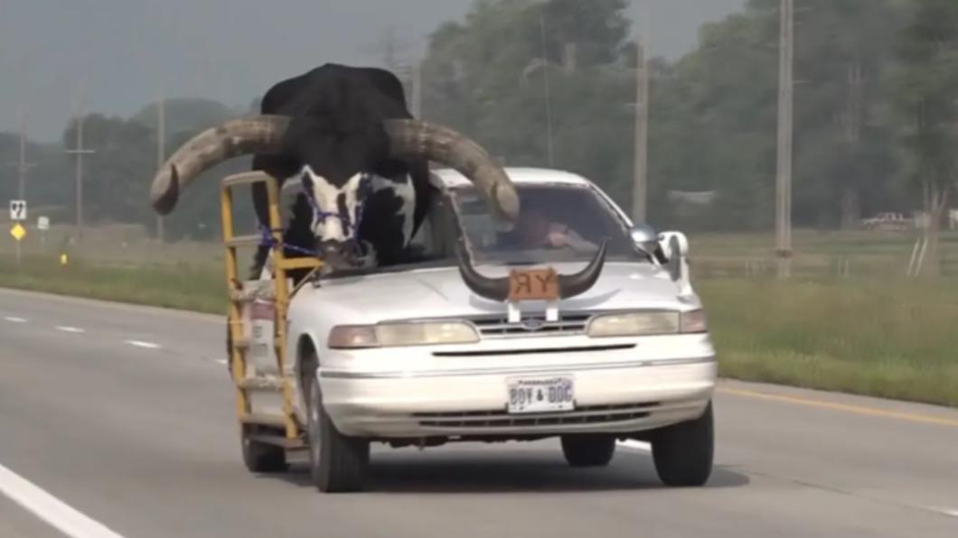 美男載巨無霸公牛上公路。（圖／翻攝自 《紐約郵報》）