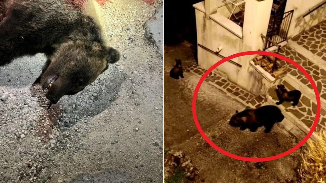義大利近期有1隻野熊遭殺害引發全國憤怒。（圖／翻攝自Twitter@Reuters）