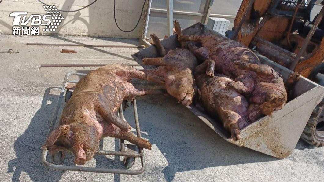 嘉義布袋鎮豬舍遭到流浪犬偷襲，損失慘重。（圖／TVBS）