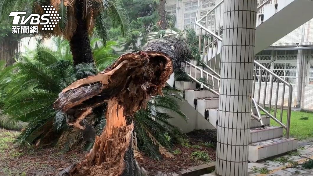 玉里高中的老樹遭強風吹倒。（圖／TVBS）