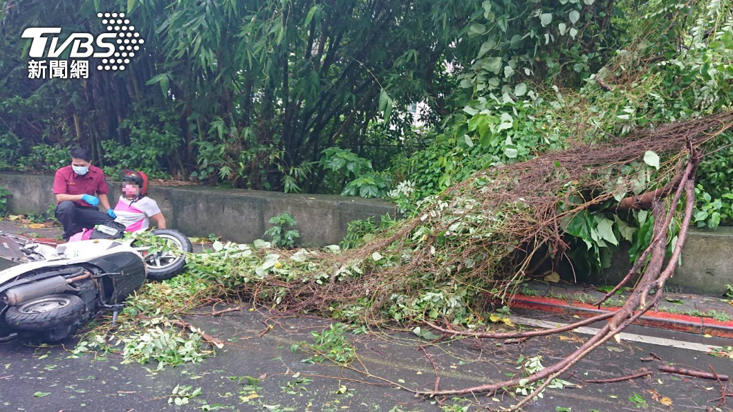 女騎士行經國安局旁遭倒塌路樹砸中受傷。（圖／TVBS）