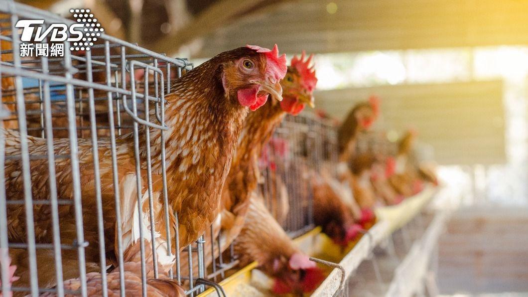 農業部雞蛋進口專案在禽流感現蹤巴西後仍持續進口。（示意圖／shutterstock 達志影像）