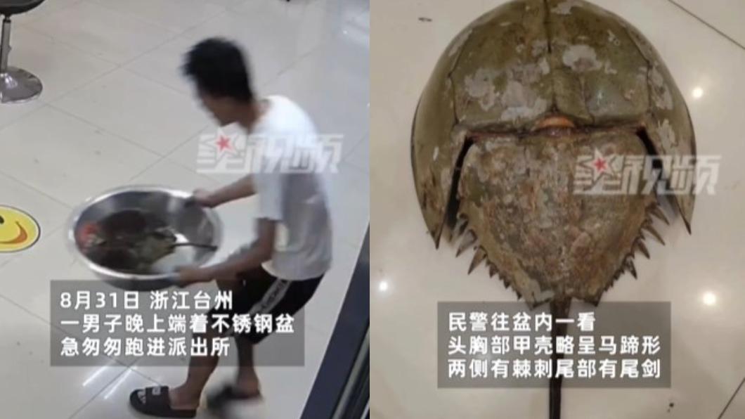 男子意外捕獲近乎滅絕保育類動物中華鱟。（圖／翻攝自微博《新浪新聞》）