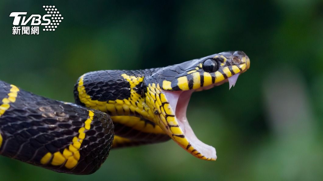 菲律賓近期發現一條「怪蛇」。（示意圖，非當事蛇／shutterstock達志影像）