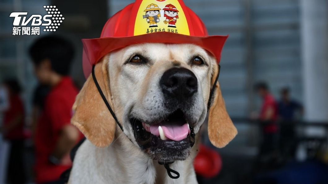 Retired search and rescue lab, Tieh-hsiung, is now up for adoption. (TVBS News) Retired rescue dog up for adoption by Taichung City Gov’t 