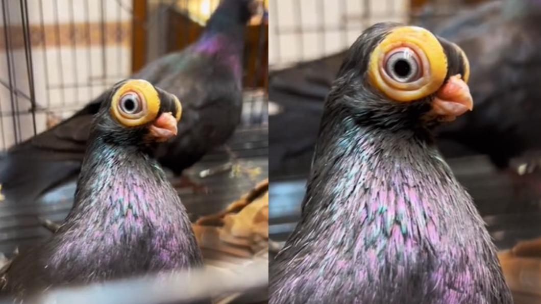 不倒翁鴿的罕見外貌嚇壞網友。（圖／翻攝自TikTok＠indicator_species）