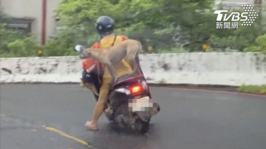 有民眾拍下基隆一名婦人，載著狗狗「三貼」，其中一隻狗狗就這樣站在後座，「平衡感」超強。（圖／ＴＶＢＳ）
