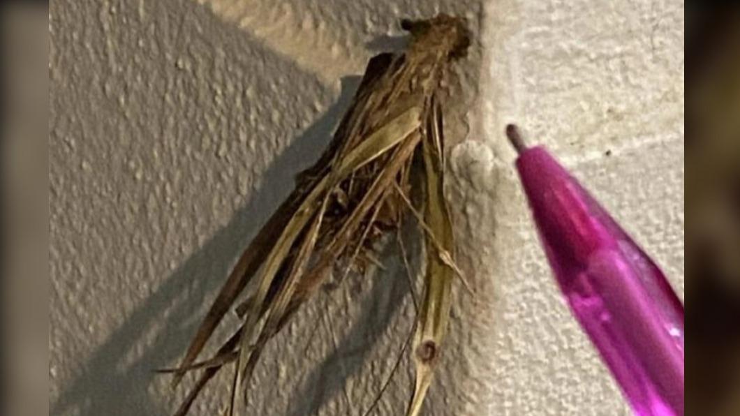澳民宅驚現「外星怪蟲」，尾巴一團樹皮狀尖刺。（圖／翻攝自《每日星報》）