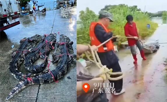 廣東省茂名市彭村湖一家養殖場的鱷魚集體逃家，數量高達75隻，目前已抓回8隻。（圖／翻攝自紅星新聞、都市快報抖音）