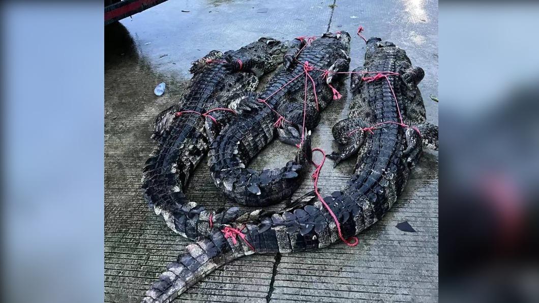 廣東茂名75條鱷魚趁洪水逃離養殖場。（圖／翻攝自 微博）