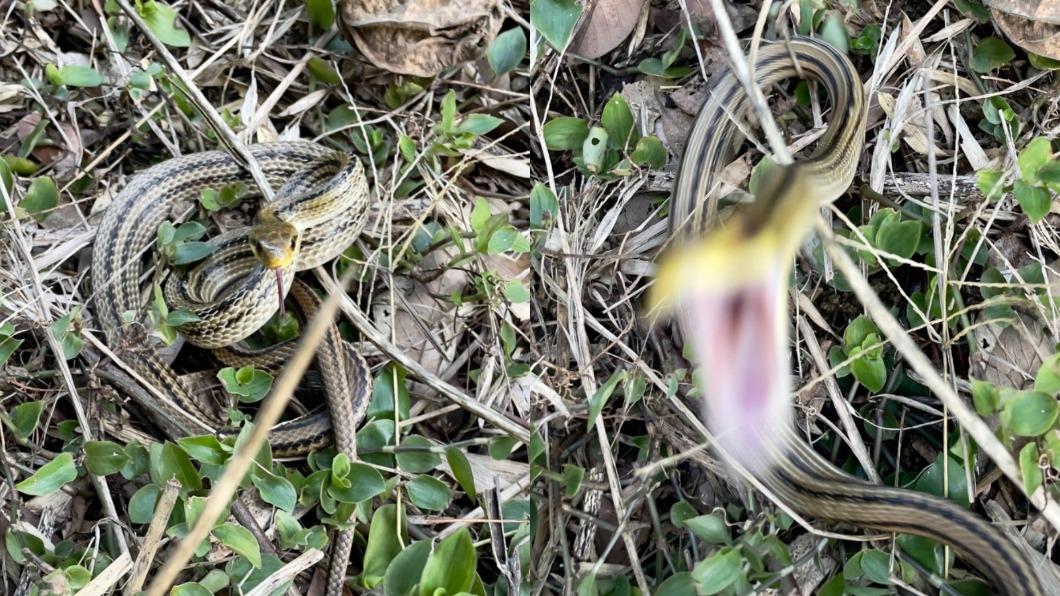 日本山友散步偶遇四線錦蛇，湊近拍照險被咬中。（圖／翻攝自@ymdaqua　Twitter）