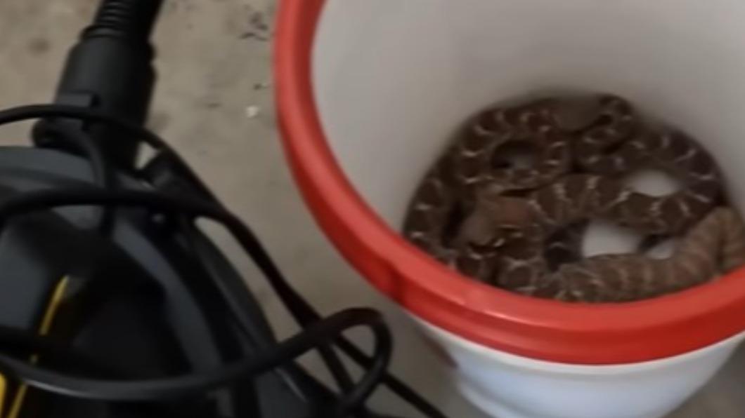 民眾車庫發現藏有多達20條的響尾蛇。（圖／翻攝自@Rattlesnake Solutions　YouTube）