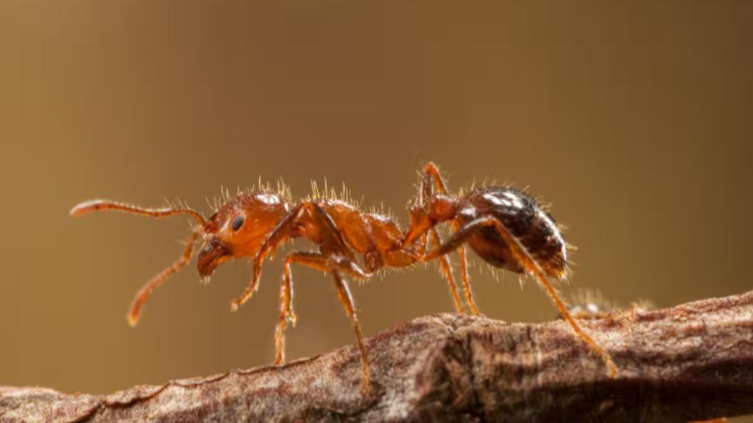 義大利西西里島（Sicily）發現紅火蟻，是其首次在歐洲野外現蹤。（圖／翻攝自《衛報》）