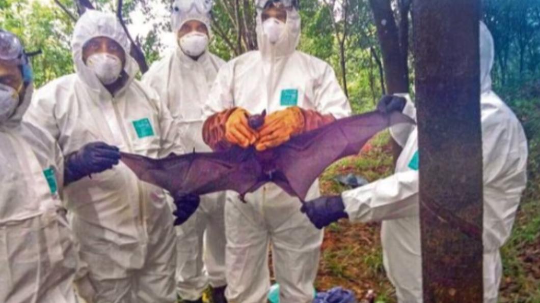 印度喀拉拉邦（Kerala）近日爆發「立百病毒」疫情，其通常在特定種類的果蝠間傳播。（圖／翻攝自Mint）