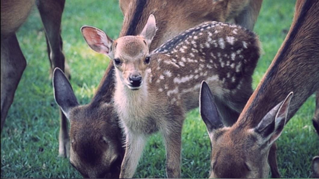 奈良的鹿時常出現搶食攻擊事件。（圖／翻攝自奈良市觀光協會官網）