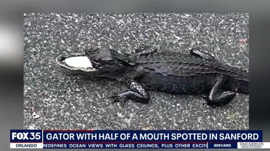 佛州民眾目擊一隻整個上顎全部消失的鱷魚。（圖／翻攝自Fox 35新聞影片）