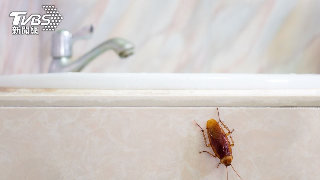 老公在廁所發現蟑螂。（示意圖／shutterestock達志影像）