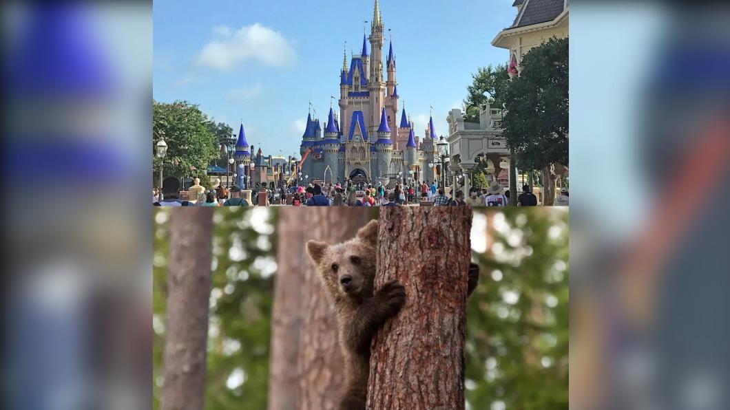 奧蘭多（Orlando）的迪士尼度假區 （Disney World Resort）18日上熊出沒。（圖／翻攝自《紐約郵報》）