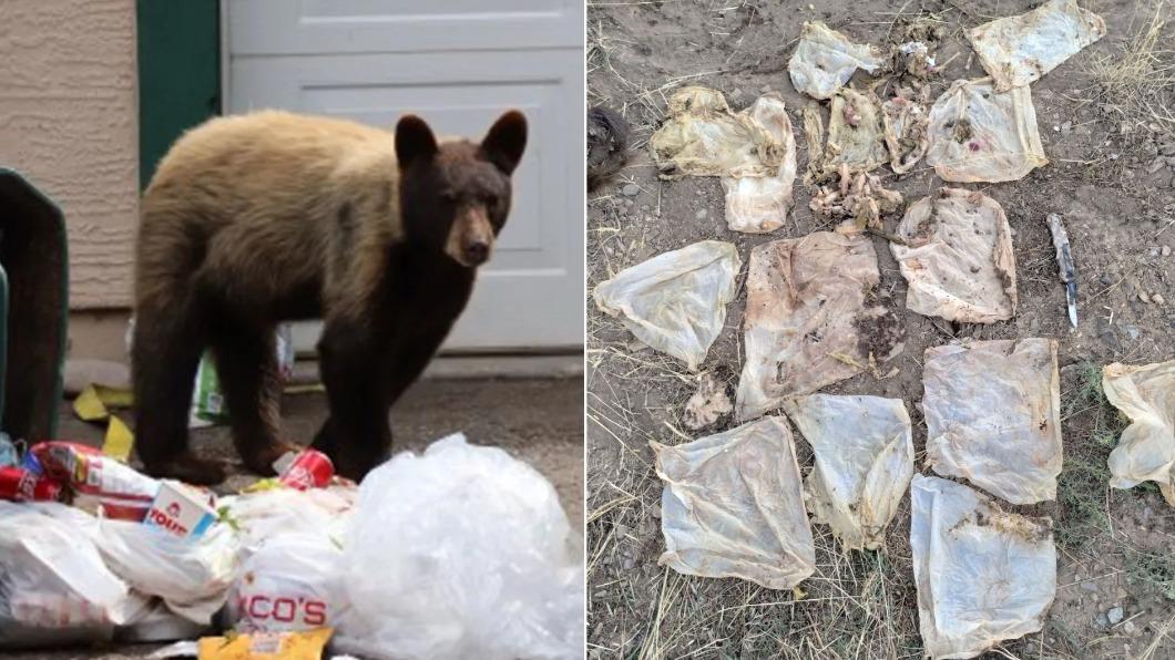 美國科羅拉多州1隻黑熊肚內塞滿人類垃圾。（圖／翻攝自Twitter@CPW_SW）