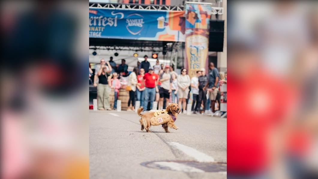 穿著熱狗堡服裝的臘腸犬，準備上場賽跑。（圖／翻攝自Oktoberfest Zinzinnati粉專）
