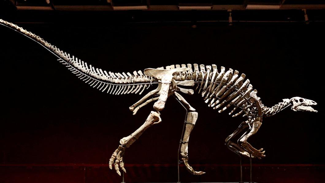 1座1990年代出土的彎龍化石將在10月拍賣。（圖／翻攝自Twitter@ABC）