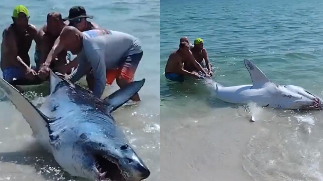長約3.6公尺的鯊魚擱淺在佛羅里達州海灘上。（圖／翻攝自@Rainmaker1973推特）