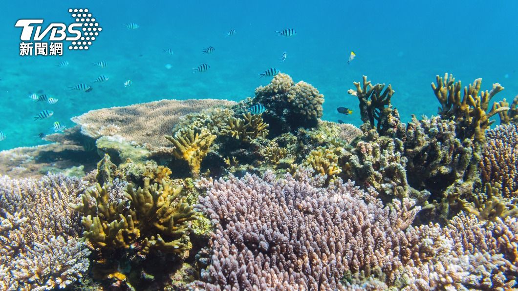 菲律賓指控中國破壞南海珊瑚礁。（示意圖／shutterstock 達志影像）