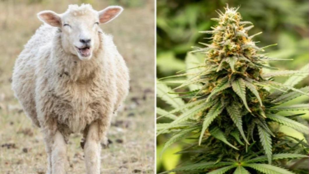 綿羊們見到綠油油的一片草開心的享用，沒想到竟是大麻。（圖／翻攝自X @New York Post）