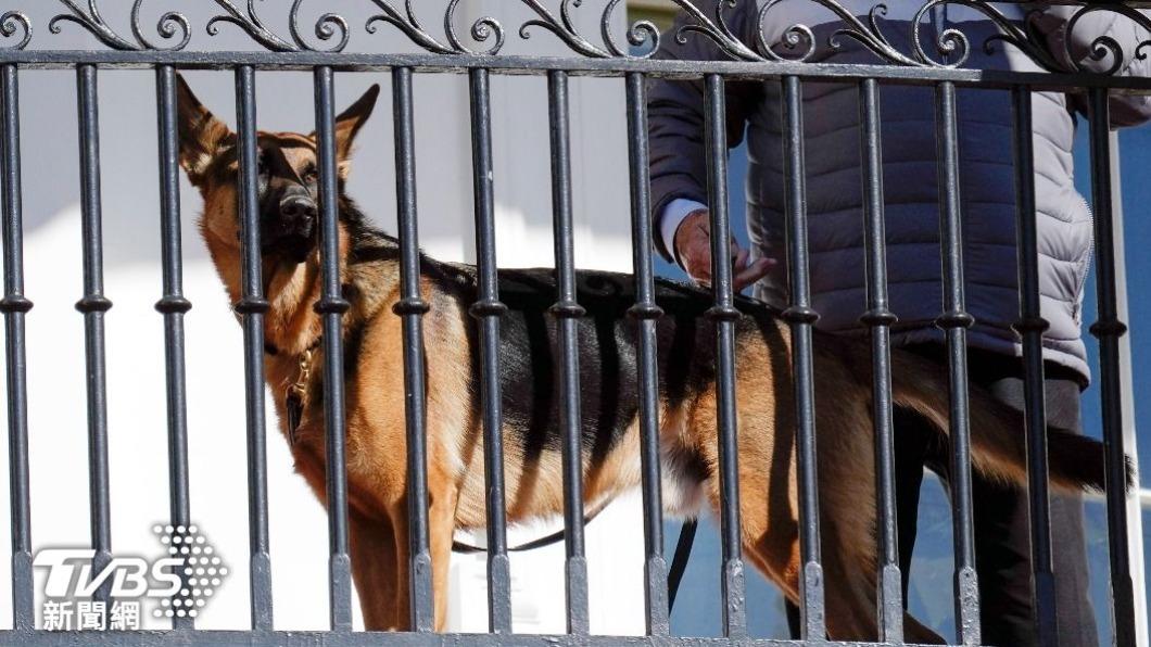 拜登養在白宮的愛犬「司令」，再次傳出咬傷特勤人員。（圖／達志影像美聯社）
