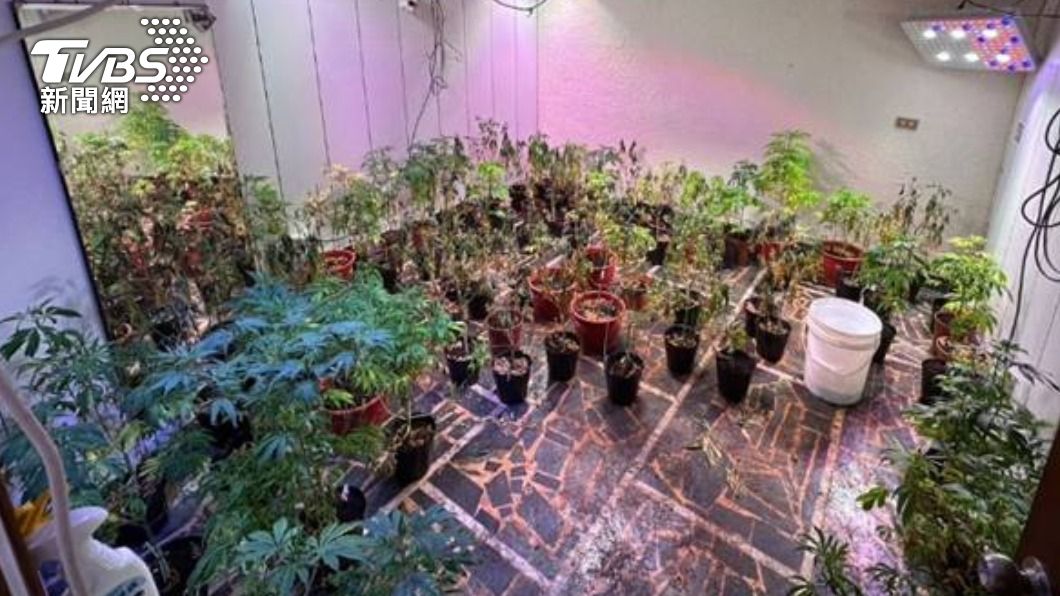警方在民宅查獲大麻植株117株。（圖／TVBS）