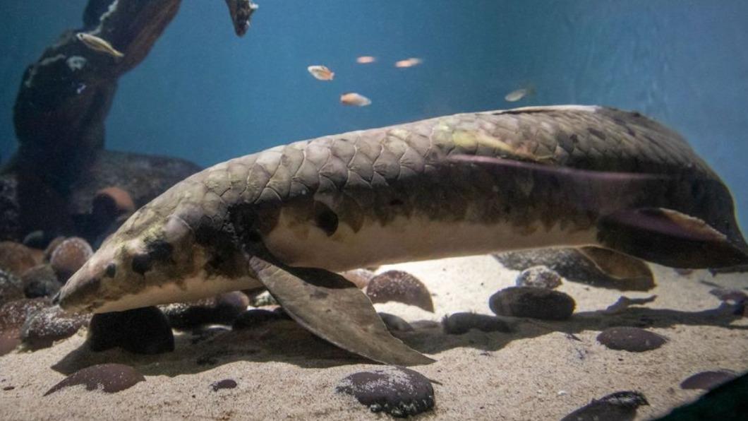 澳洲肺魚（Australian lungfish）「瑪土撒拉」（Methuselah）。（圖／翻攝自livescience）