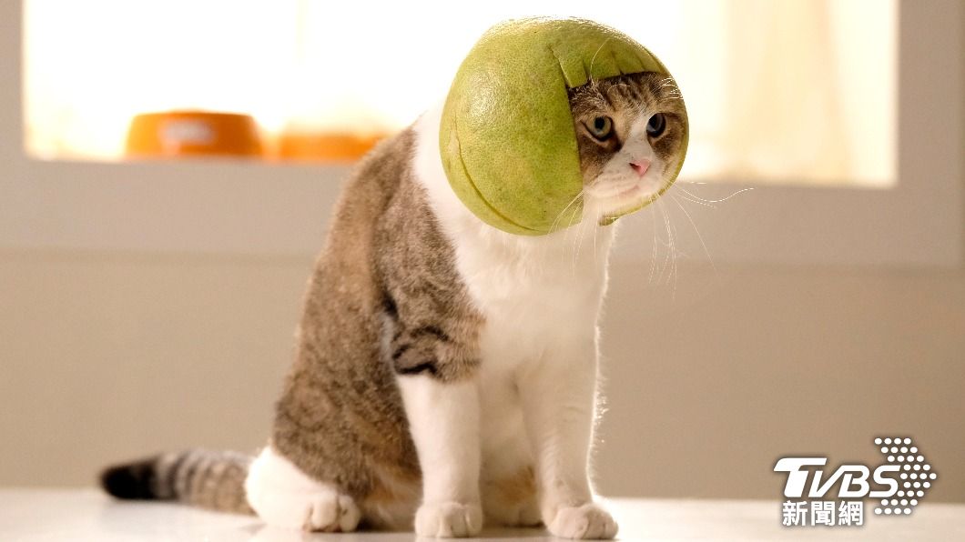 林子軒提醒別讓貓戴柚子帽。（示意圖／Shutterstock達志影像）