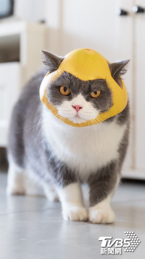 貓若不小心舔食柚子皮，可能會出現精神食欲不振、上吐下瀉等症狀。（示意圖／Shutterstock達志影像）