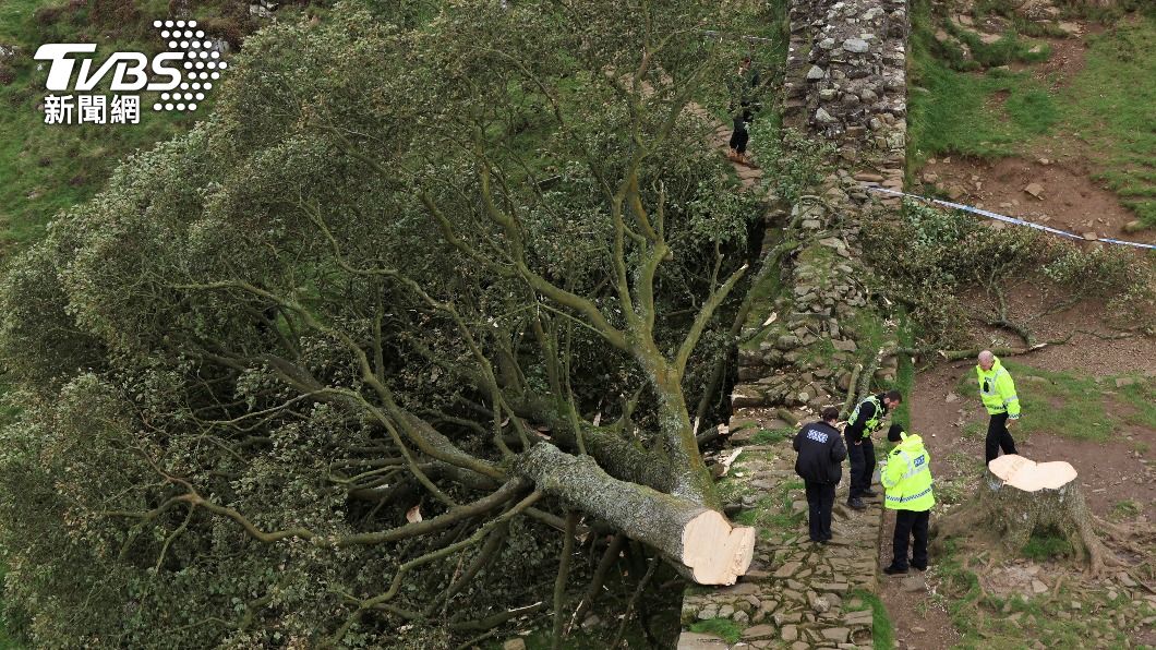 英國的「羅賓漢樹」被惡意砍伐，令居民十分心痛。（圖／達志影像路透社）