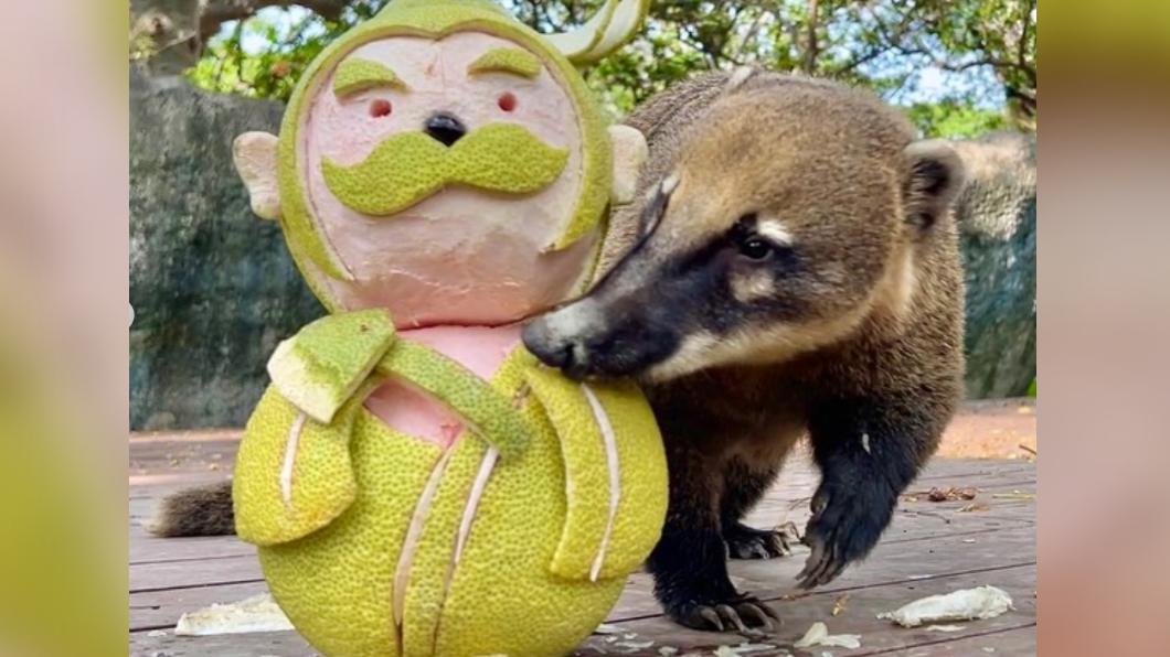 長鼻浣熊迫不及待吃柚子。（圖／翻攝壽山動物園IG）