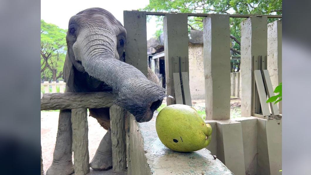 非洲象「阿里」整粒柚子一口完食。（圖／翻攝壽山動物園IG）