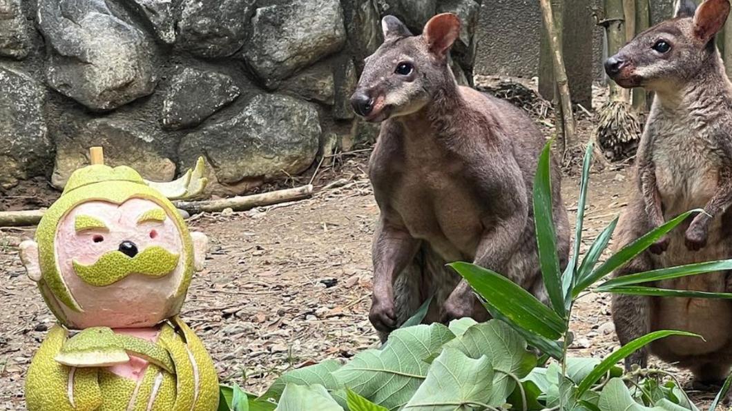 沼林袋鼠對帶柚香的吳剛柚則不為所動。（圖／翻攝壽山動物園IG）