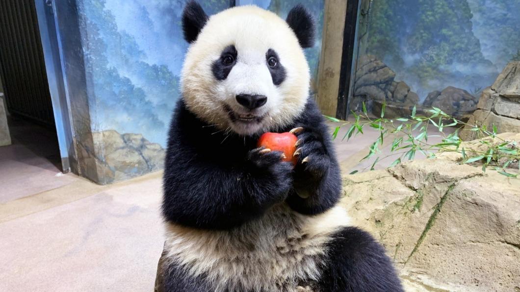 美國華府國家動物園即將送還大貓熊。（圖／翻攝自Smithsonian’s National Zoo）