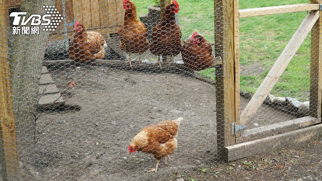 農民雞舍被破壞,意外捕獲已經消失百年的斑尾虎鼬。(示意圖/Shutterstock達志影像)