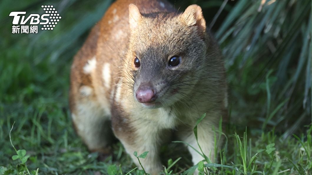 斑尾虎鼬已有130年沒在南澳州出現過。(示意圖/Shutterstock達志影像)