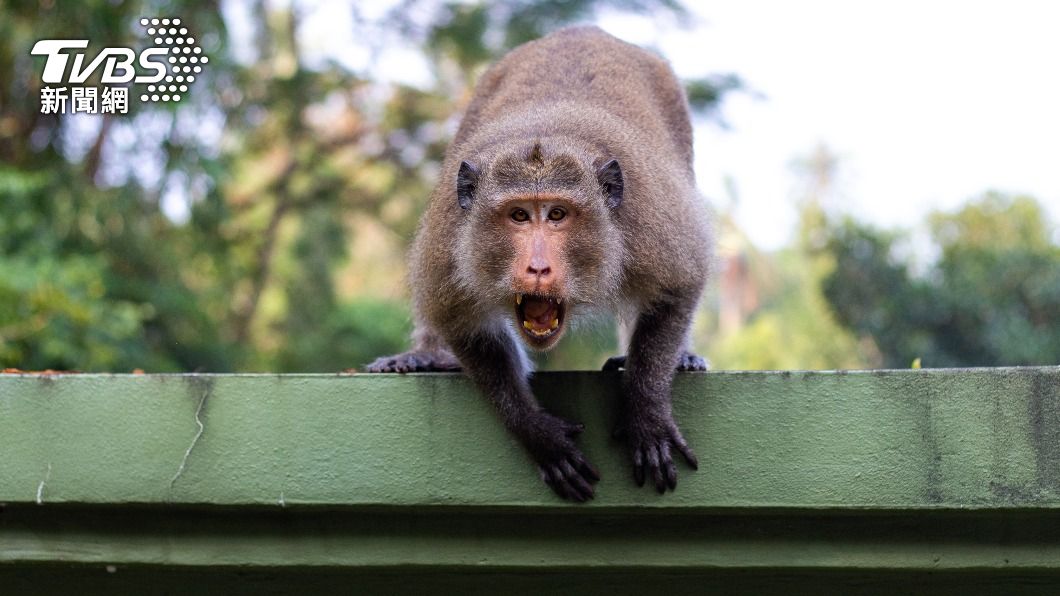 2011年的黔靈山公園獼猴傷人事件再度引起討論。（示意圖／Shutterstock達志影像）