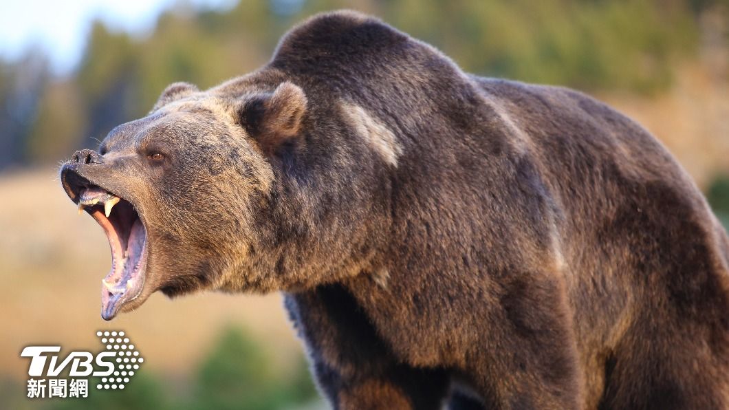 亞伯達省班夫國家公園發生灰熊攻擊事件，造成一對夫婦和他們的愛犬死亡。(示意圖／達志影像Shutterstock)