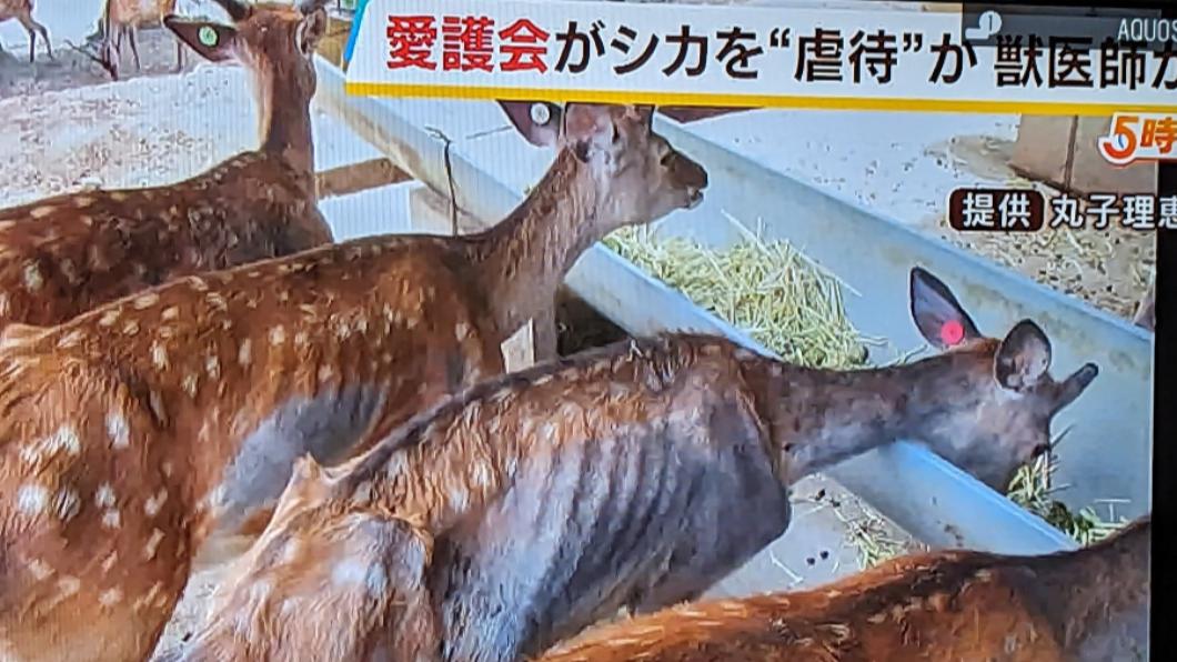 奈良鹿驚傳遭到虐待，奈良縣調查結果出爐。（圖／翻攝自推特@777PGOD3ABC084）