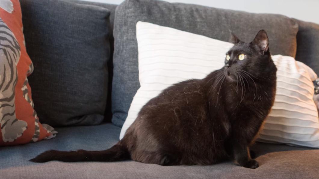 一隻黑貓因為被沙發床夾傷而獲得最荒謬寵物保險獎冠軍。（圖／翻攝自Nationwide Pet YT頻道）