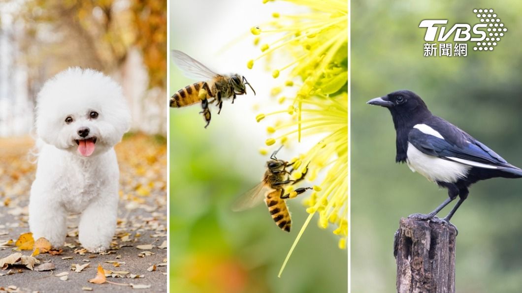 五種常見的昆蟲動物可能帶來好運。（示意圖／shutterstock達志影像）