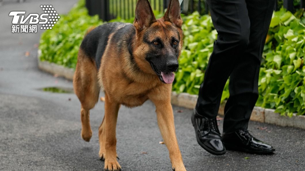 美國總統拜登的愛犬「司令」（Commander）。（圖／達志影像美聯社）