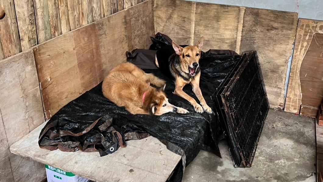 馬女惡意棄養10多隻犬貓。（圖／基隆動保所提供）